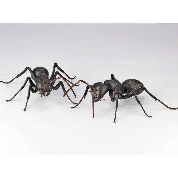REVO GEO Camponotus japonicus (Black Carpenter Ant) (set of 2)