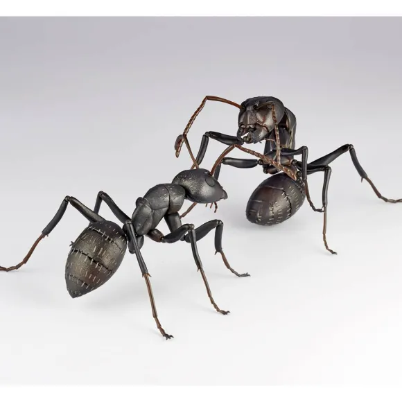 REVO GEO Camponotus japonicus (Black Carpenter Ant) (set of 2)