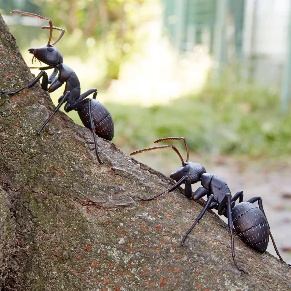 REVO GEO Camponotus japonicus (Black Carpenter Ant) (set of 2)