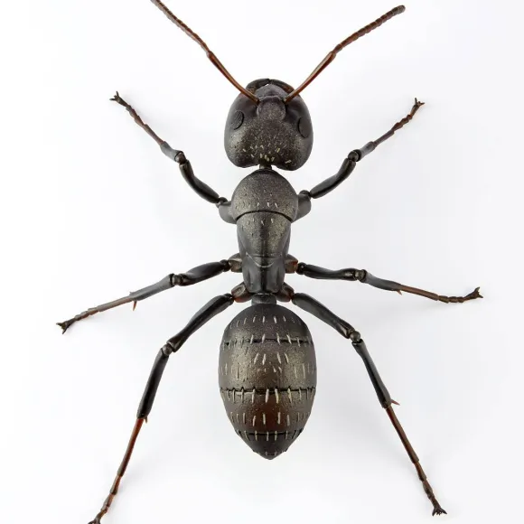 REVO GEO Camponotus japonicus (Black Carpenter Ant) (set of 2)