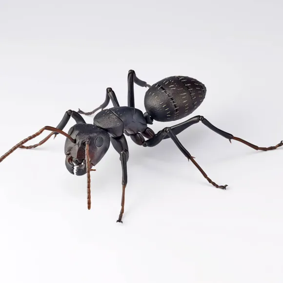 REVO GEO Camponotus japonicus (Black Carpenter Ant) (set of 2)