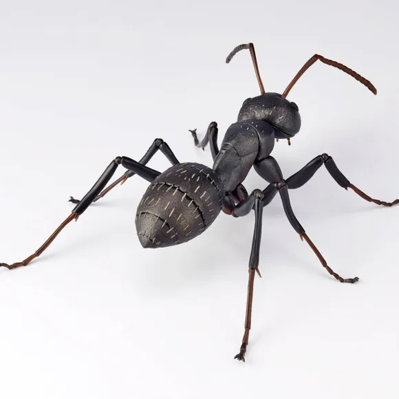REVO GEO Camponotus japonicus (Black Carpenter Ant) (set of 2)