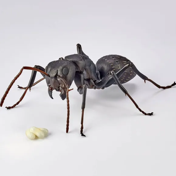 REVO GEO Camponotus japonicus (Black Carpenter Ant) (set of 2)