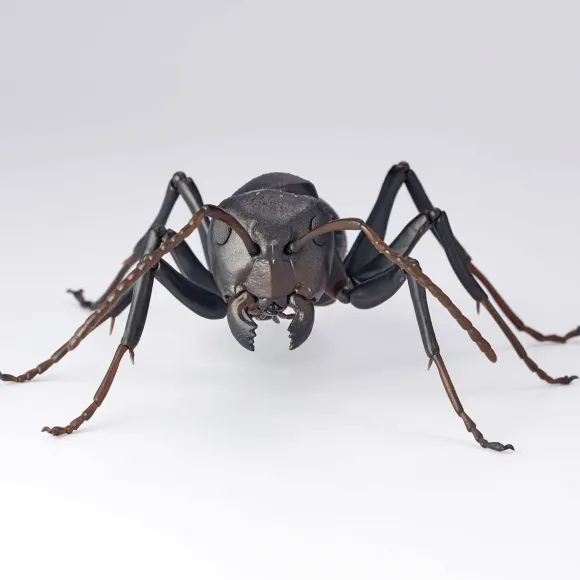 REVO GEO Camponotus japonicus (Black Carpenter Ant) (set of 2)
