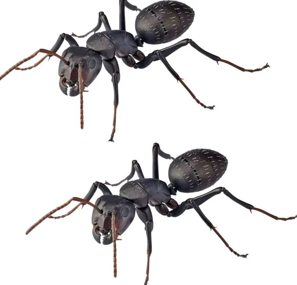 REVO GEO Camponotus japonicus (Black Carpenter Ant) (set of 2)