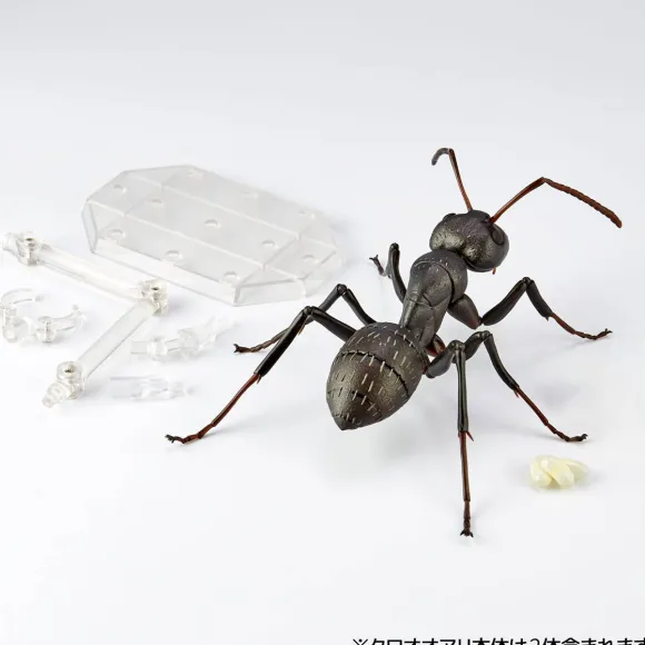 REVO GEO Camponotus japonicus (Black Carpenter Ant) (set of 2)