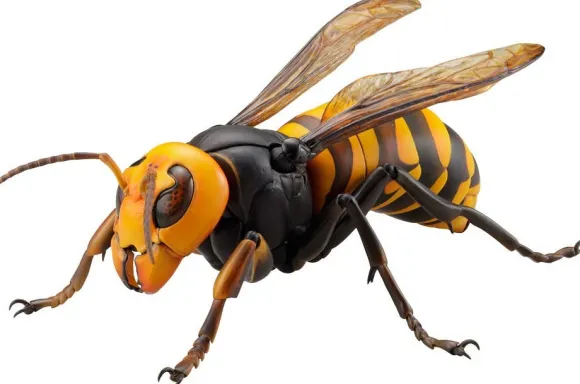 Revogeo Vespa Mandarinia (Asian Giant Hornet / "Murder Hornet") (Reissue)