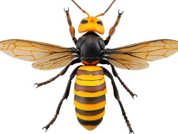 Revogeo Vespa Mandarinia (Asian Giant Hornet / "Murder Hornet") (Reissue)