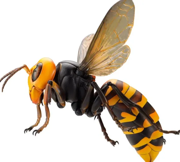 Revogeo Vespa Mandarinia (Asian Giant Hornet / "Murder Hornet") (Reissue)